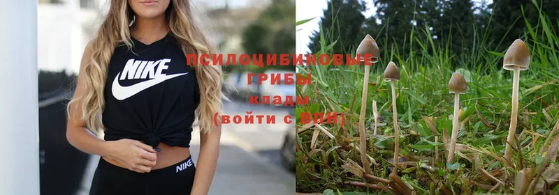 Галлюциногенные грибы Psilocybe  купить  цена  кракен рабочий сайт  Орлов 